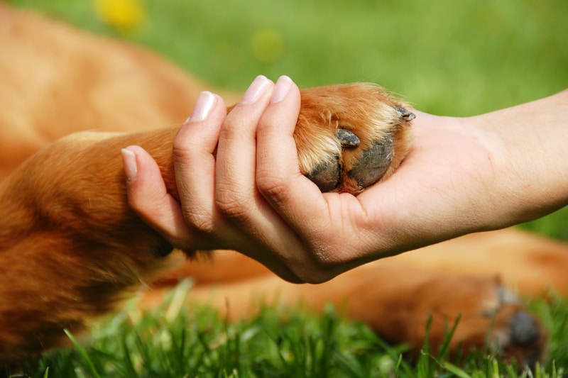 Protect Your Dog's Paws