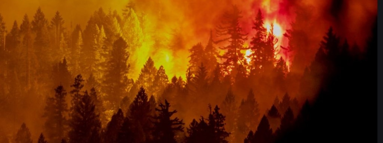Wildfire Preparedness in Truckee-Tahoe